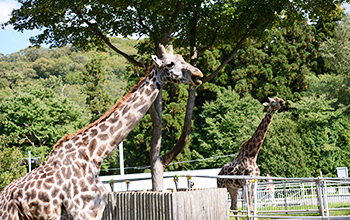 写真：札幌市円山動物園入園券